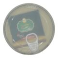 Dutch Golden Group BV Pure Butte Ghee 800g - image 4 | Damas Markt | KulturCart