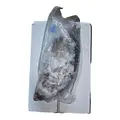 Tilapia (Black) - carton (4kg) - image 5 | Momjays Afro Markt | KulturCart