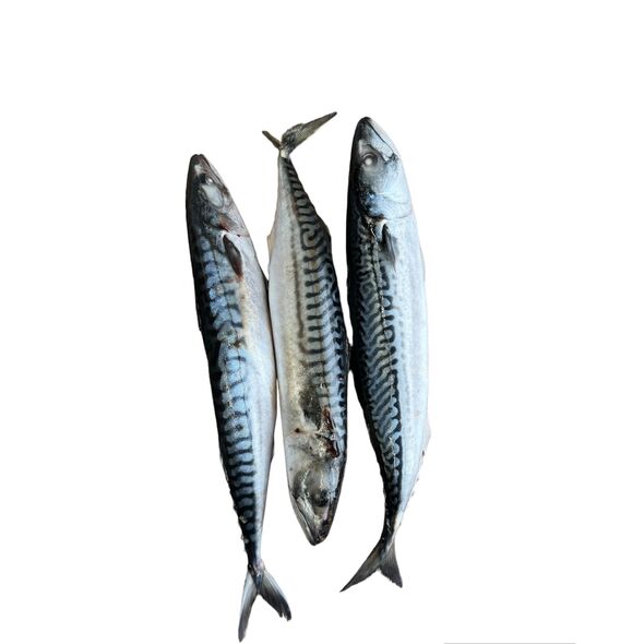 Half carton fish - image 1 | Omowest Afro Intercontinental Shop
