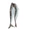 Horse Mackerel fish (3pcs) - image 1 | Omowest Afro Intercontinental Shop | KulturCart